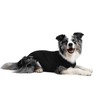 Suitical Recovery Suit for Dogs (Black)