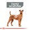 Royal Canin Medium Dental Care Dry Dog Food thumbnail