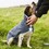Henry Wag Microfibre Drying Coat for Dogs thumbnail