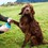 Henry Wag Pet Paw Cleaner thumbnail