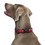 Halti Walking Adjustable Dog Collar (Red) thumbnail