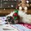 Christmas Tinsel Bobble Cat Teaser Toy thumbnail