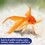 Aquarian Goldfish & Coldwater Flake Food thumbnail