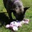Ancol Made From Recycled Material Rope Bellies Dog Toy thumbnail