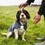 Henry Wag Microfibre Drying Coat for Dogs thumbnail