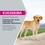 Eukanuba Breed Specific Labrador Retriever Adult Dry Dog Food 12kg thumbnail