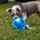 Ancol Made From Recycled Material Jelly Fish Dog Toy thumbnail