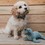 Ancol Made From Recycled Material Seal Dog Toy thumbnail