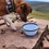 Henry Wag Travel Bowl for Dogs thumbnail
