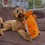Ancol Made From Recycled Material Puffer Fish Dog Toy thumbnail