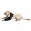 Suitical Recovery Sleeve for Dogs (Black) thumbnail