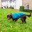 Henry Wag Quilted Dog Jacket thumbnail