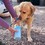 Henry Wag Pet Paw Cleaner thumbnail