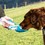 Henry Wag Travel Water Bottle with Leaf Bowl thumbnail