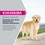 Eukanuba Breed Specific Golden Retriever Adult Dry Dog Food 12kg thumbnail
