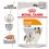 Royal Canin Coat Care Wet Dog Food Pouches thumbnail