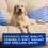 DOUXO Skin & Coat Spa Ultra-Safe Oatmeal Dog Shampoo 250ml thumbnail