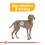 Royal Canin Maxi Dermacomfort Dog Food 3Kg thumbnail