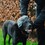 Henry Wag Microfibre Drying Glove thumbnail