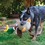 KONG Shakers Honkers Large Dog Toy (Turkey) thumbnail