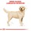 Royal Canin Labrador Retriever Adult Dry Dog Food 12Kg thumbnail