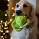 Sprihaa Sprout Plush Christmas Dog Toy thumbnail