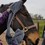 Henry Wag Equine Microfibre Glove Towel thumbnail
