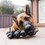 KONG Extreme Goodie Ribbon Dog Toy thumbnail