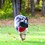 KONG Extreme Flyer Frisbee Dog Toy thumbnail