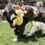 KONG Comfort Jumbo Extra Large Dog Toy (Duck) thumbnail